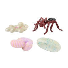 Load image into Gallery viewer, Ant Life Cycle Stages Figurines

