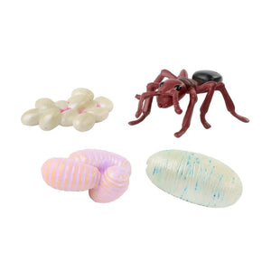 Ant Life Cycle Stages Figurines
