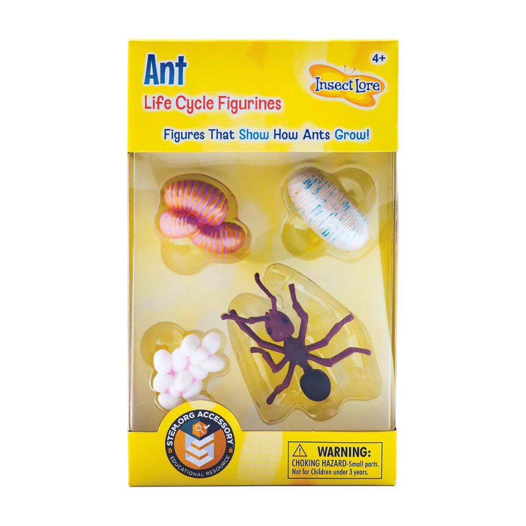 Ant Life Cycle Stages Figurines