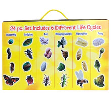 Load image into Gallery viewer, Life Cycle Stages: 24 Piece Set
