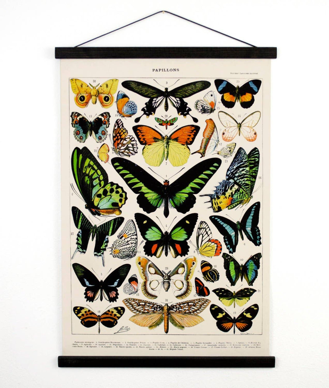 Vintage Natural History French Butterfly 1 Canvas Hanging