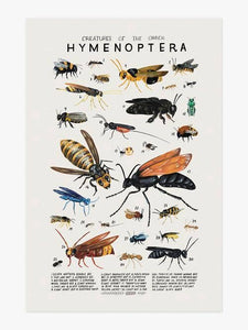 Creatures of the Order Hymenoptera Art Print