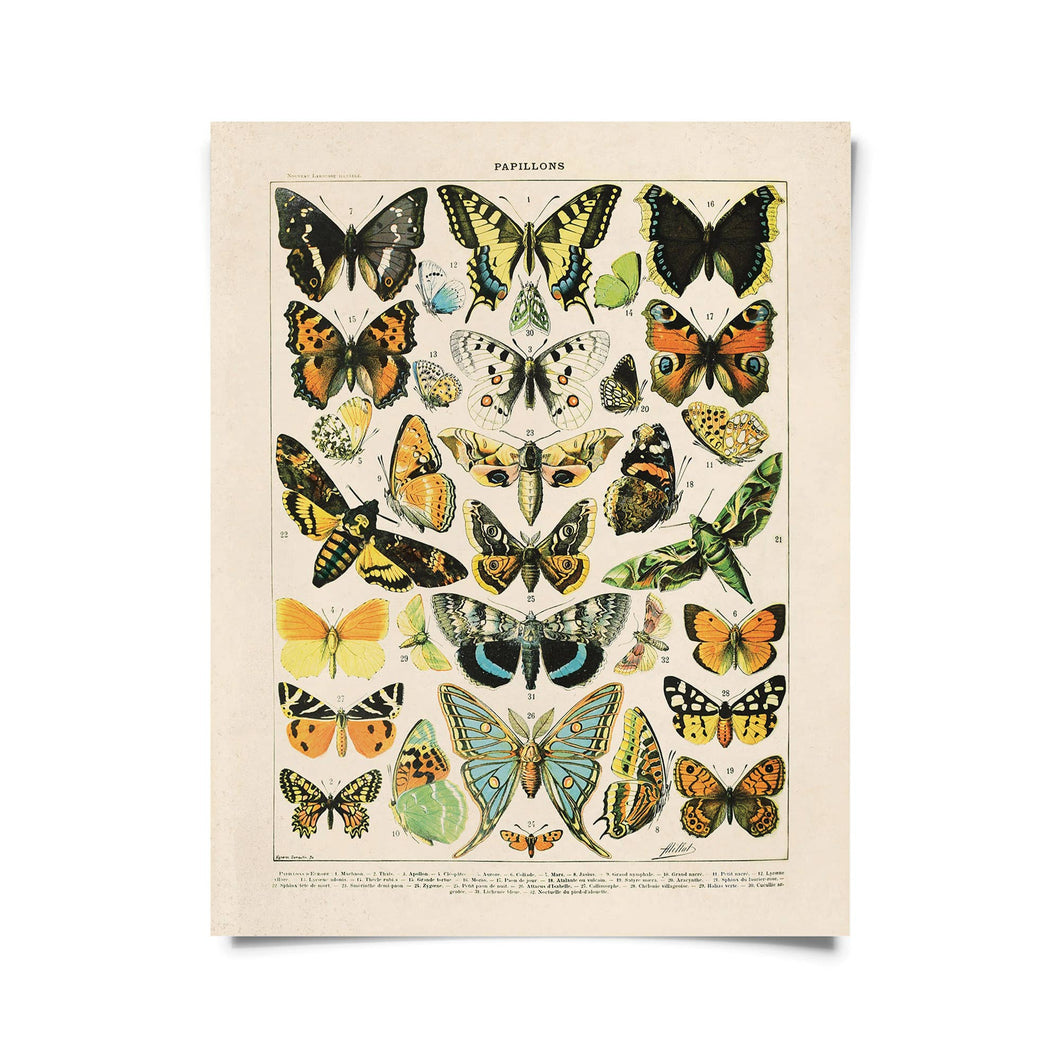 Vintage Natural History French Butterfly 2 Print