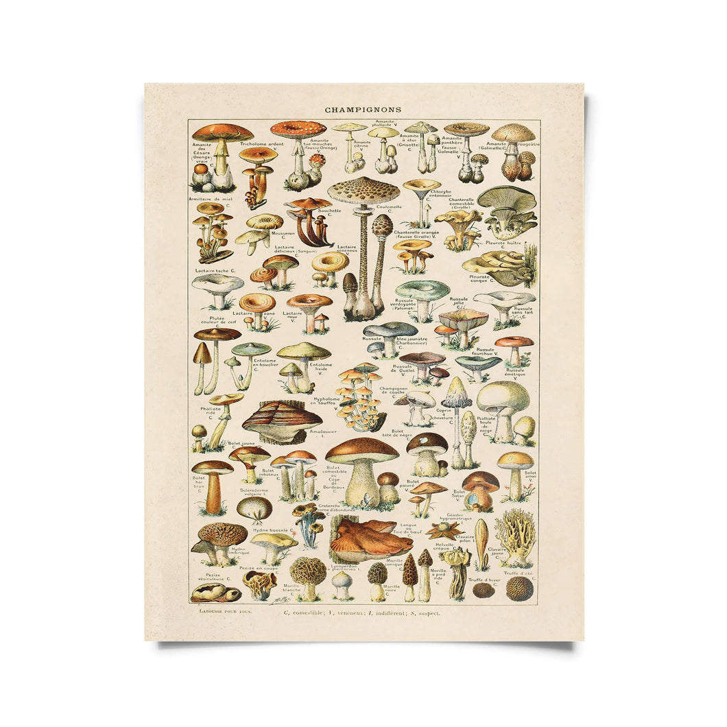 Vintage Botanical French Mushroom Diagram Print