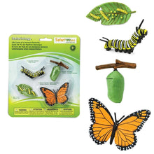 Load image into Gallery viewer, Life Cycle Of A Monarch Butterfly
