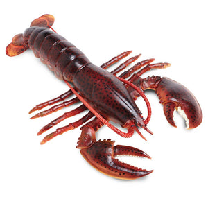 Maine Lobster - 281629