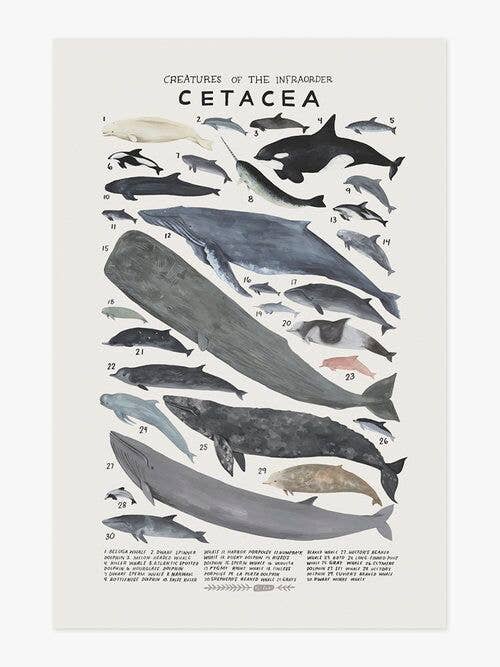 Creatures of the Infraorder Cetacea Art Print