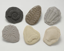 Load image into Gallery viewer, Let&#39;s Investigate Fossils - Tactile Stones
