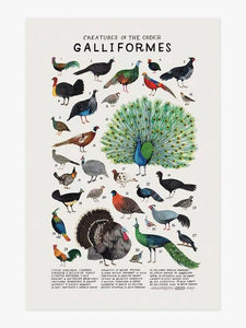 Creatures of the Order Galliformes Art Print