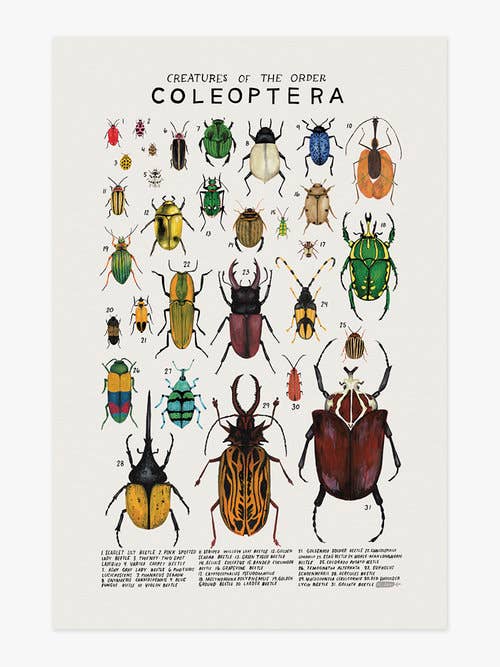 Creatures of the Order Coleoptera Art Print
