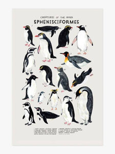 Creatures of the Order Sphenisciformes Art Print