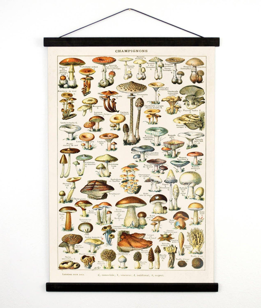 Vintage Botanical French Mushroom Canvas Wall Hanging