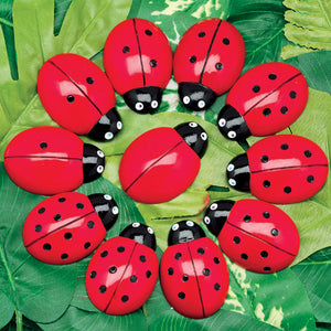 Ladybugs Counting Stones